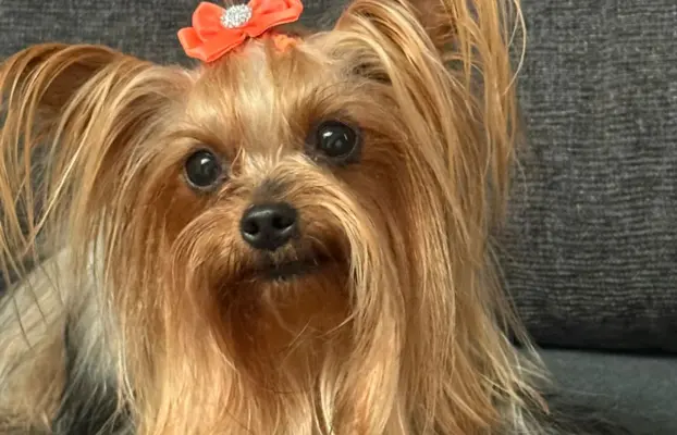 Piekne szczeniaki Yorkshire Terrier 5
