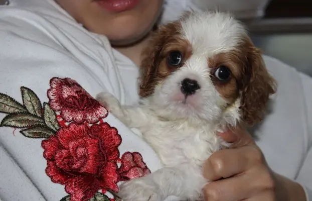 Cavalier King Charles Spaniel szczeniaczki ZKwP po CH.PL. 1