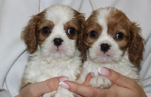 Cavalier King Charles Spaniel szczeniaczki ZKwP po CH.PL. 2