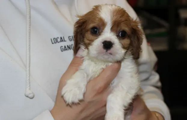 Cavalier King Charles Spaniel szczeniaczki ZKwP po CH.PL. 3