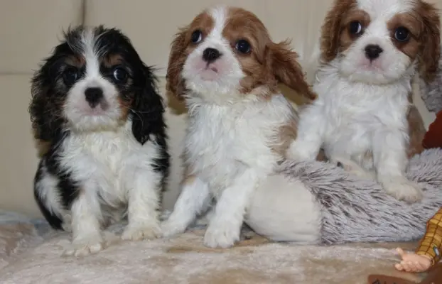 Cavalier King Charles Spaniel szczeniaczki ZKwP po CH.PL. 4