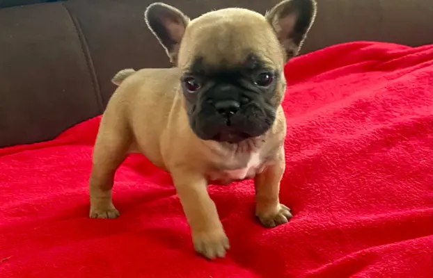 Na sprzedaż szczenięta rasy buldog francuski 5