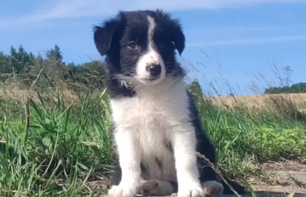 Szczeniak BORDER COLLIE z Hodowli - Rasowa suczka z pełną do 6
