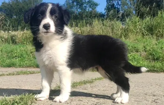 Szczeniak BORDER COLLIE z Hodowli - Rasowa suczka z pełną do 5