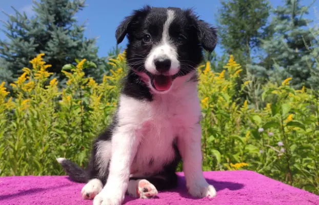 Szczeniak BORDER COLLIE z Hodowli - Rasowa suczka z pełną do 1