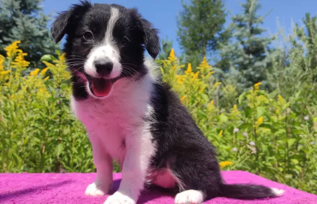 Szczeniak BORDER COLLIE z Hodowli - Rasowa suczka z pełną do 2