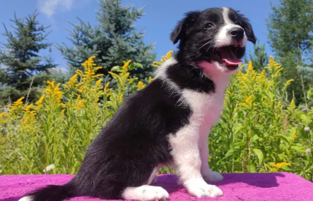 Szczeniak BORDER COLLIE z Hodowli - Rasowa suczka z pełną do 3