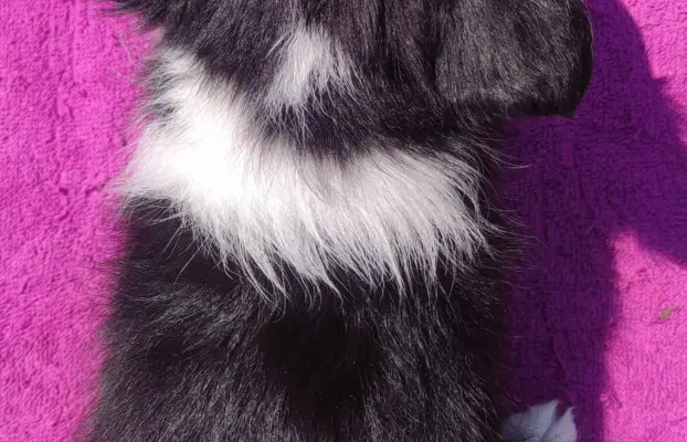 Szczeniak BORDER COLLIE z Hodowli - Rasowa suczka z pełną do 4