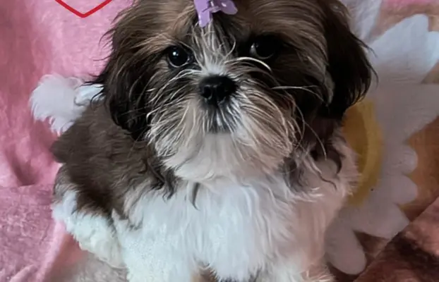 ŚLICZNE DZIEWCZYNY SHIH-TZU, 1