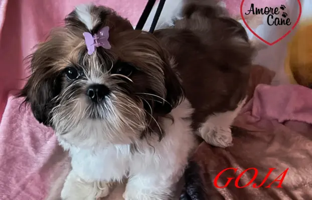 ŚLICZNE DZIEWCZYNY SHIH-TZU, 2