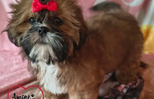 ŚLICZNE DZIEWCZYNY SHIH-TZU, 3