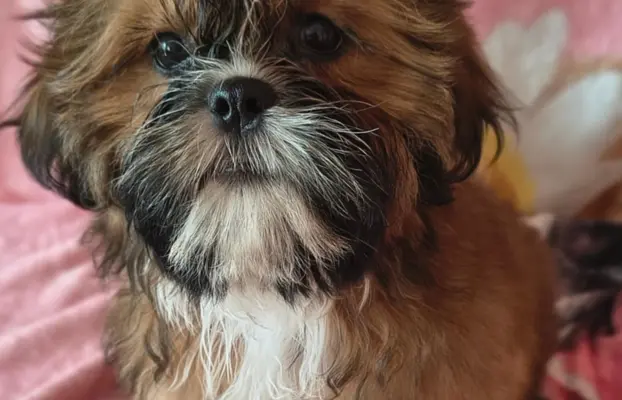 ŚLICZNE DZIEWCZYNY SHIH-TZU, 4