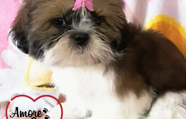 ŚLICZNE DZIEWCZYNY SHIH-TZU, 5