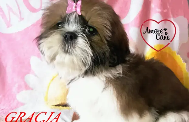 ŚLICZNE DZIEWCZYNY SHIH-TZU, 6