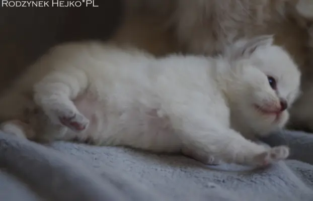 Kocięta Ragdoll rodowód FPL profesjonalna hodowla FIFe 3