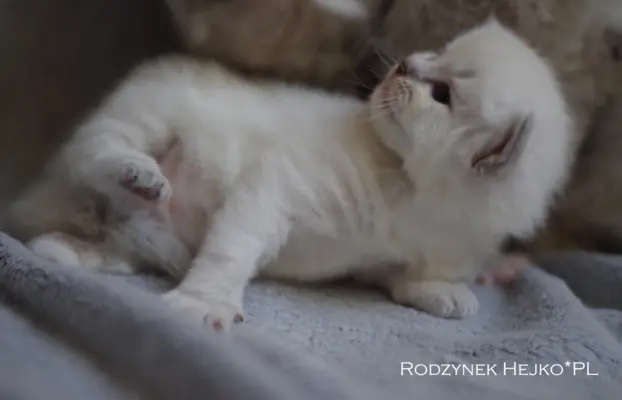 Kocięta Ragdoll rodowód FPL profesjonalna hodowla FIFe 9