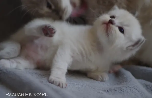 Kocięta Ragdoll rodowód FPL profesjonalna hodowla FIFe 10