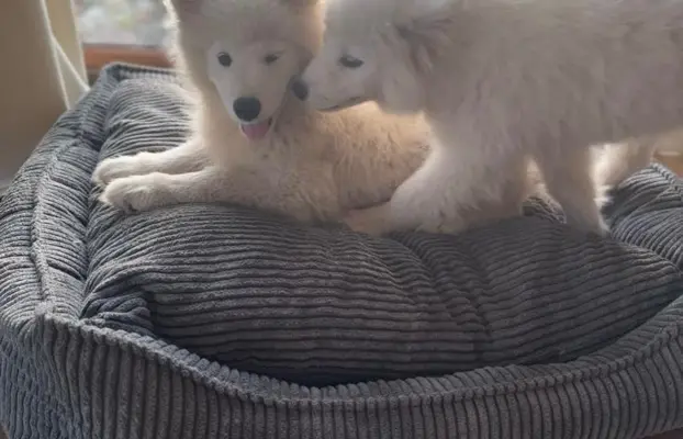Szczenię Samoyed 3
