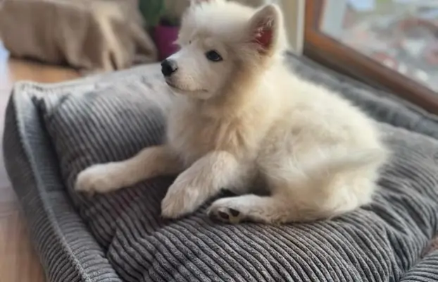 Szczenię Samoyed 4