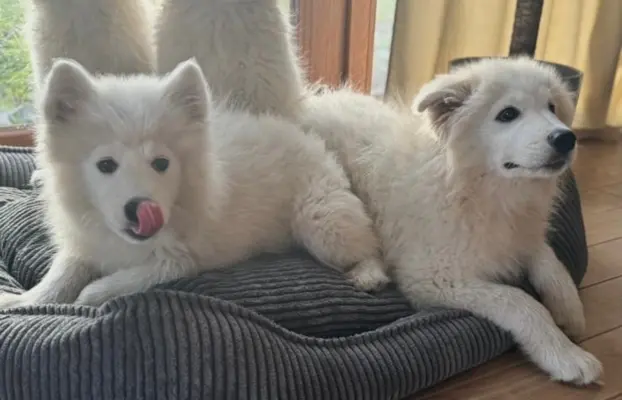 Szczenię Samoyed 2