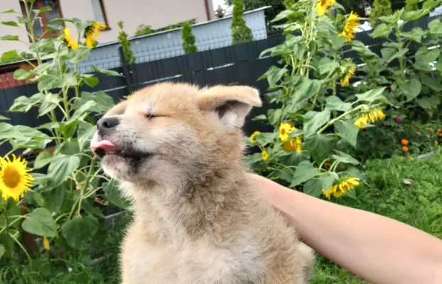 Szczeniaki Akita Inu SWKiPR 1