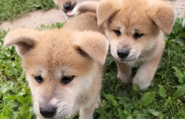 Szczeniaki Akita Inu SWKiPR 2