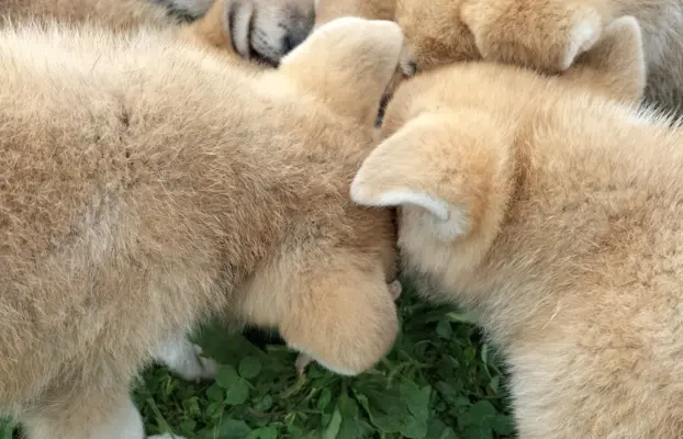 Szczeniaki Akita Inu SWKiPR 6