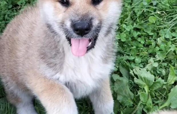 Szczeniaki Akita Inu SWKiPR 5