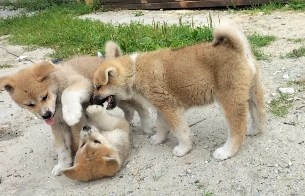 Szczeniaki Akita Inu SWKiPR 4