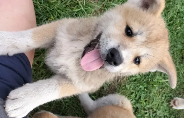 Szczeniaki Akita Inu SWKiPR 3