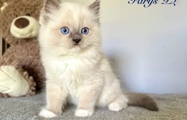 Kocięta rasy Ragdoll do rezerwacji 2