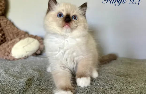 Kocięta rasy Ragdoll do rezerwacji 1