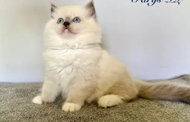 Kocięta rasy Ragdoll do rezerwacji 3