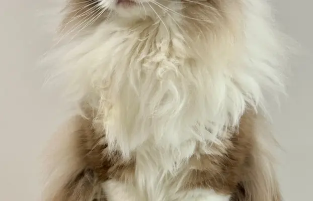 Kocięta rasy Ragdoll do rezerwacji 4