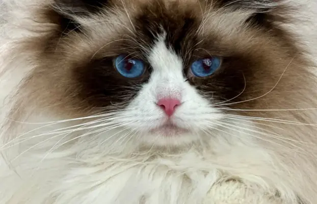 Kocięta rasy Ragdoll do rezerwacji 5