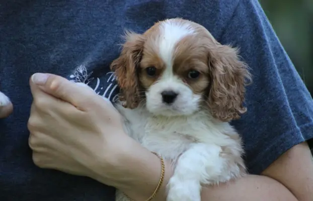 Cavalier King Charles Spaniel szczeniaczki ZKwP po CH.PL. 2