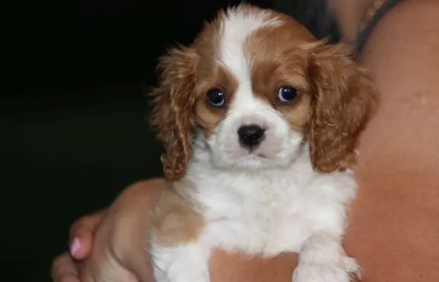 Cavalier King Charles Spaniel szczeniaczki ZKwP po CH.PL. 5