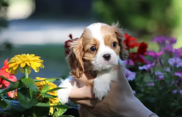 Cavalier King Charles Spaniel szczeniaczki ZKwP po CH.PL. 6