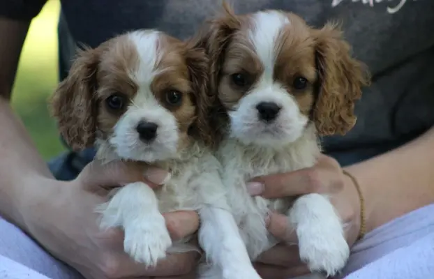 Cavalier King Charles Spaniel szczeniaczki ZKwP po CH.PL. 1