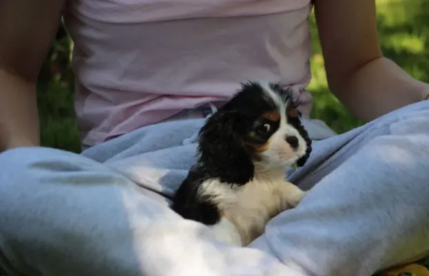 Cavalier King Charles Spaniel szczeniaczki ZKwP po CH.PL. 7