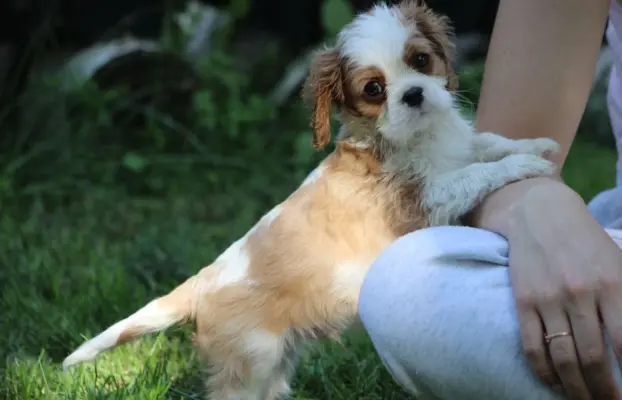 Cavalier King Charles Spaniel szczeniaczki ZKwP po CH.PL. 8