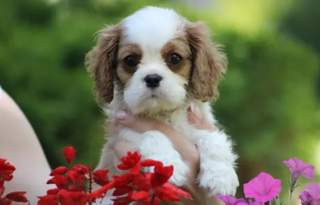 Cavalier King Charles Spaniel szczeniaczki ZKwP po CH.PL. 9