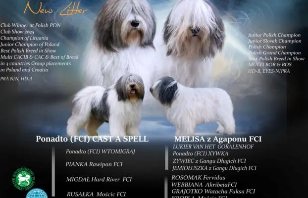 Szczenięta Polski Owczarek Nizinny FCI- 1
