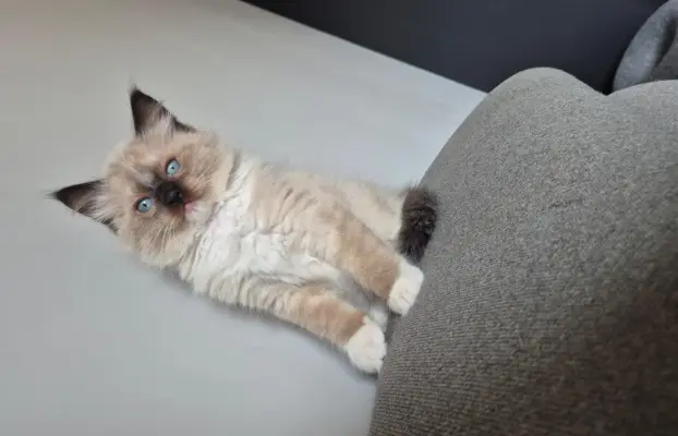 Kocurek ragdoll rodowód FIFE 3