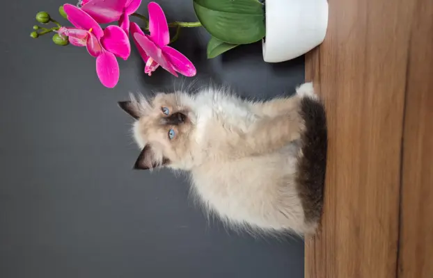 Kocurek ragdoll rodowód FIFE 1