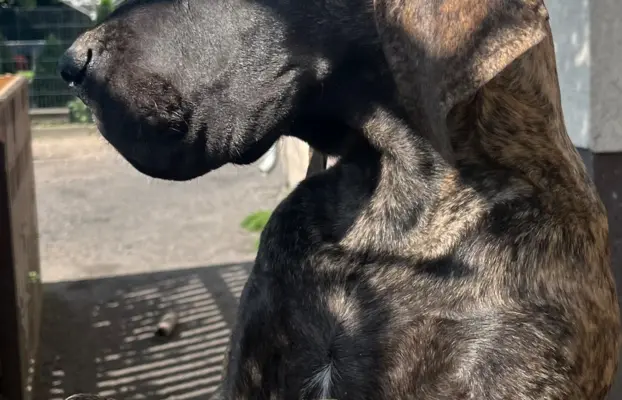 Dog niemiecki szczenięta 5