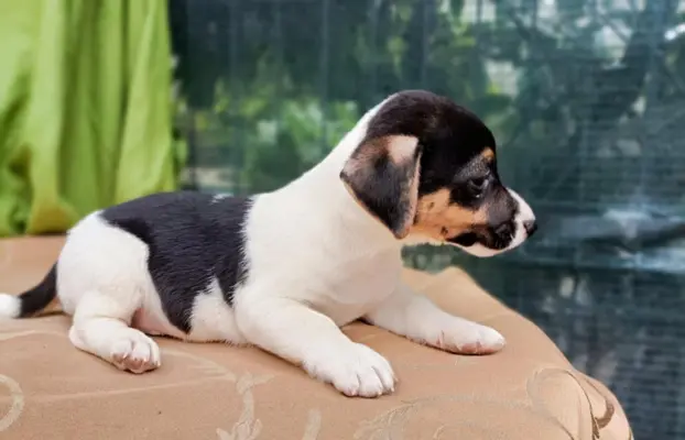 Wzorcowe Jack Russell terrier piękny exterrier gładkie 3