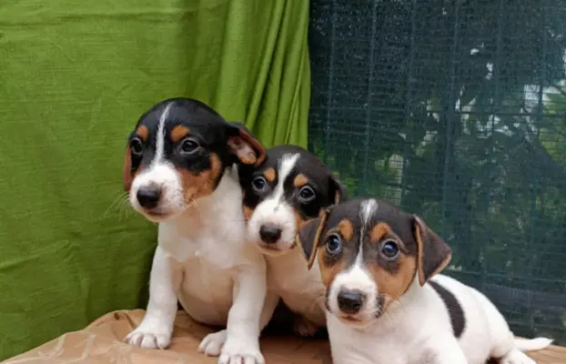 Wzorcowe Jack Russell terrier piękny exterrier gładkie 5