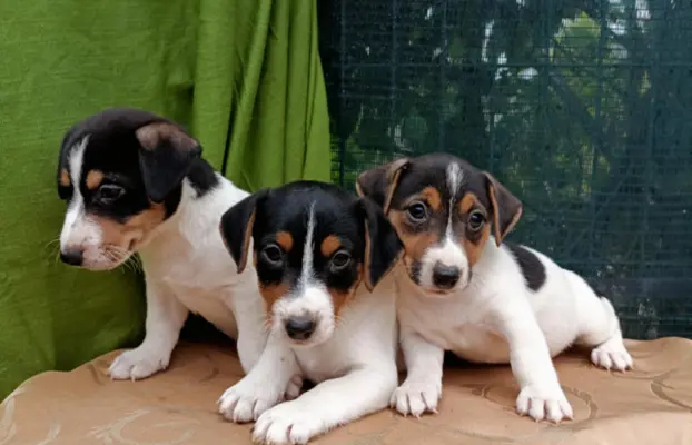 Wzorcowe Jack Russell terrier piękny exterrier gładkie 2