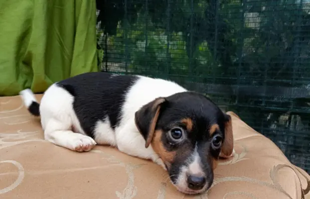 Wzorcowe Jack Russell terrier piękny exterrier gładkie 6